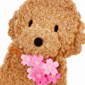 Japan Sanrio 3D Greeting Card - Spring Cherry Blossom Sakura Dog Toy Poodle - 2