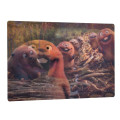 Japan Disney Store Lenticular Postcard - Zootopia Mabel : When I Become a Beaver - 2